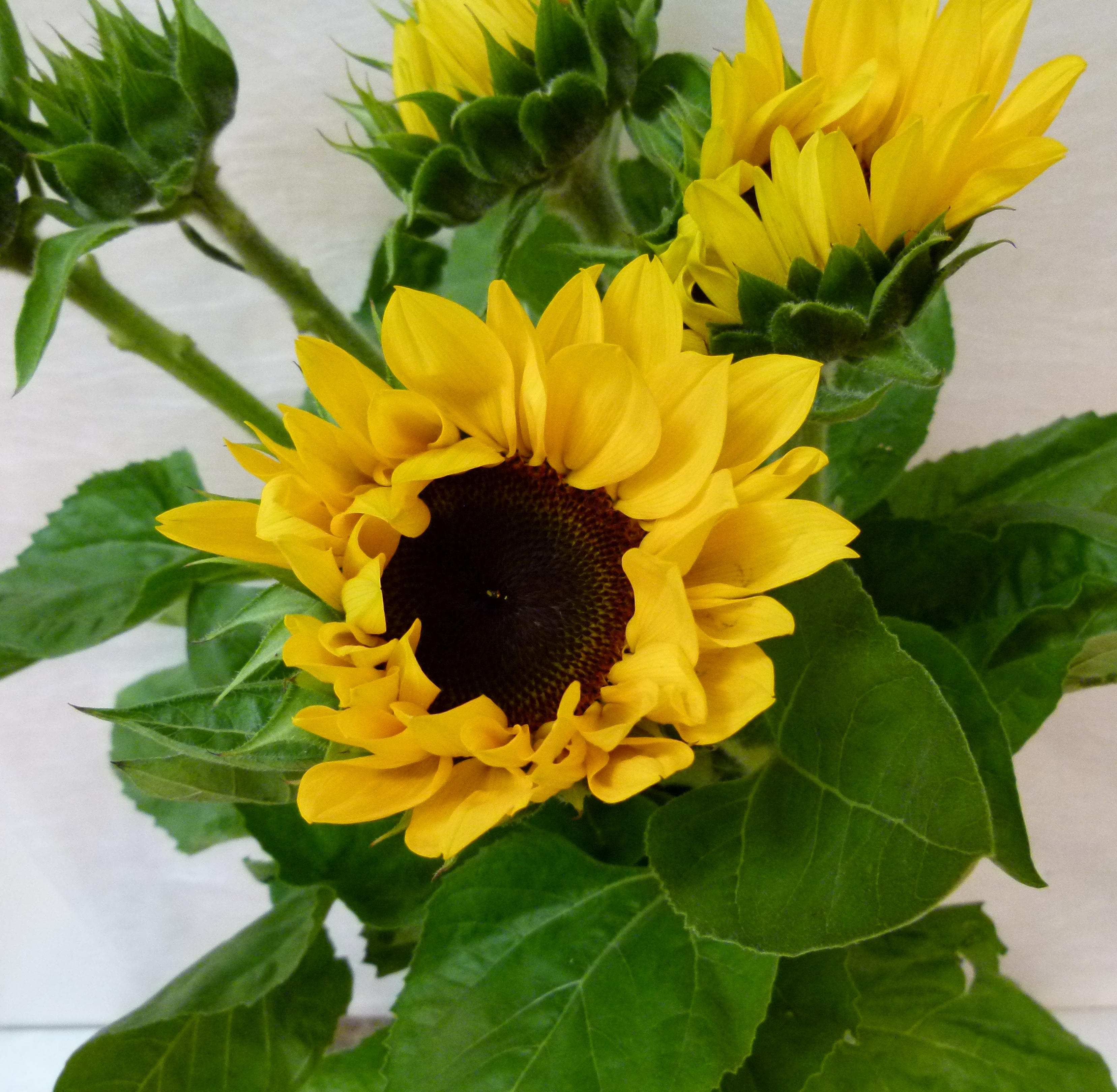 TOURNESOL  du Roussillon